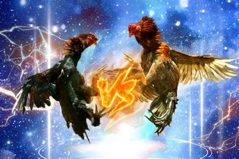 ng78 cock|Baccarat Admin .